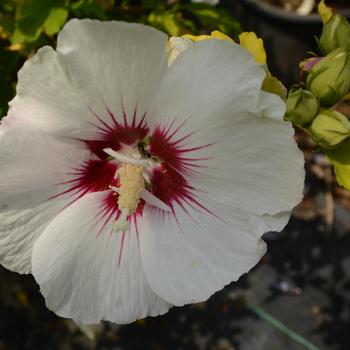 Hibiscus syriacus - 'Red Heart' Rose of Sharon