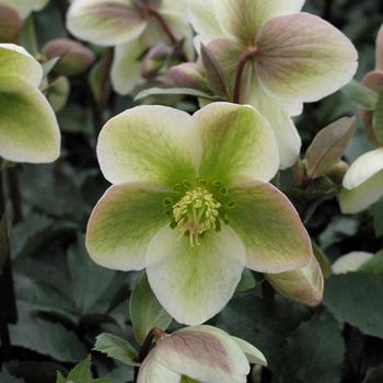 Helleborus 'Ivory Prince' - Hellebore