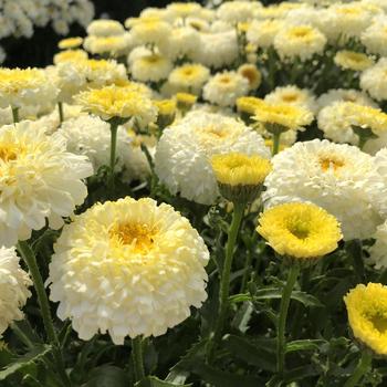 Leucanthemum hybrid - Realflor® CC 'Real Deal'