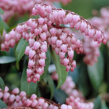 Pieris japonica - 'Katsura' Lily of the Valley Shrub