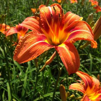 Hemerocallis fulva - Tawny Daylily