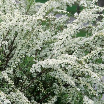 Spiraea x cinera 'Grefshiem' - 'Grefsheim'' Dwarf Garland Spirea