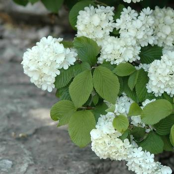 Viburnum plicatum v. tomentosum 'Newport' - Newport Doublefile Viburnum