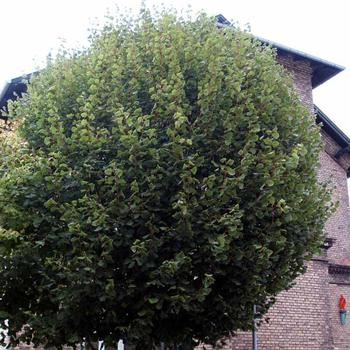 Tilia cordata - 'Mini Globe' Linden