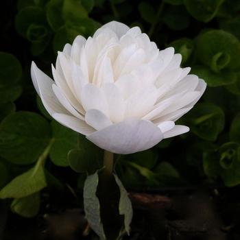 Sanguinaria canadensis f. multiplex - 'Plena' Double Bloodroot