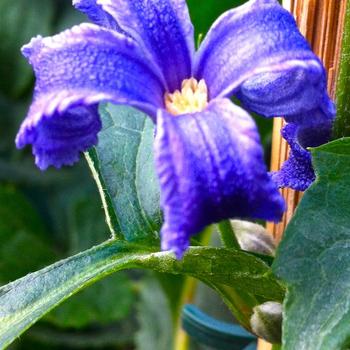 Clematis heracleifolia davidiana - Tube Clematis