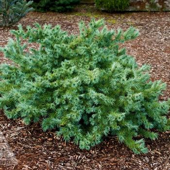 Larix kaempferi - 'Wolterdingen' Japanese Larch