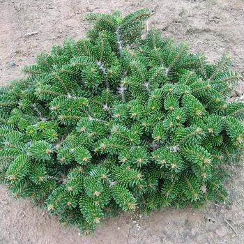 Abies balsamea - 'Verkade's Prostrate' Balsam Fir