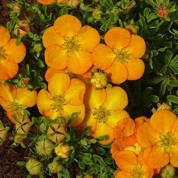 Potentilla fruticosa - Bella Sol® 