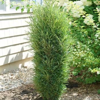 Rhamnus frangula 'SMNRFBT' PP32503 (Buckthorn) - Fine Line® Improved Buckthorn