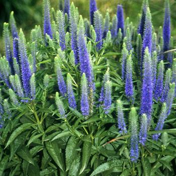 Veronica spicata - 'Royal Candles'