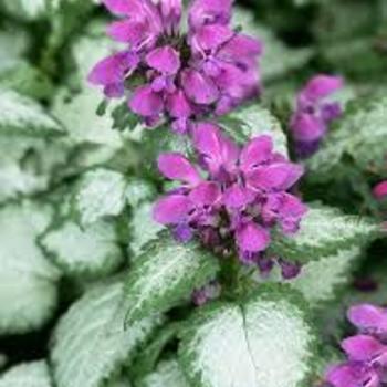 Lamium maculatum - 'Beacon Silver' 