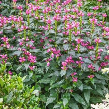 Chelone obliqua 'Armtipp02' (Pink Turtlehead) - Tiny Tortuga Pink Turtlehead