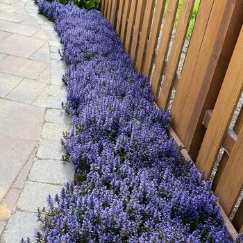 Ajuga reptans 'Blueberry Muffin' PP22092 (Bugleweed) - Blueberry Muffin Bugleweed
