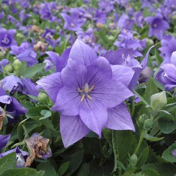 Platycodon hybrid - 'Astra Double Blue' Balloon Flower 