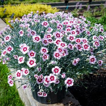 Dianthus 'Ruby Snow' (China Pinks, Cheddar Pinks) - Mountain Frost™ Ruby Snow