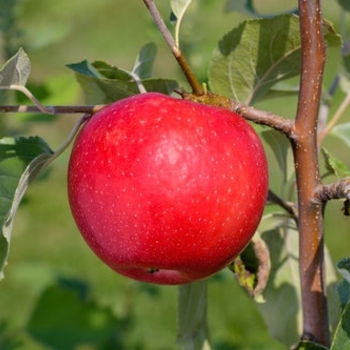 Apple 'Royal Red Honeycrisp' - Royal Red Honeycrisp SD Apple