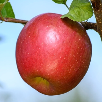 Apple 'Aztec Fuji' - Aztec Red Fuji Apple