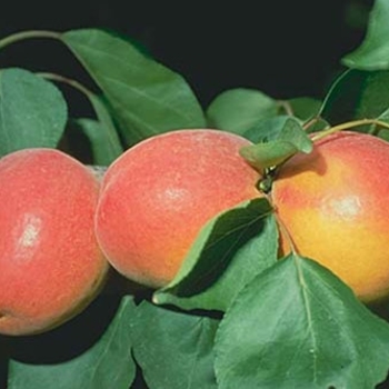 Apricot (Prunus 'GoldStrike' - GoldStrike Apricot