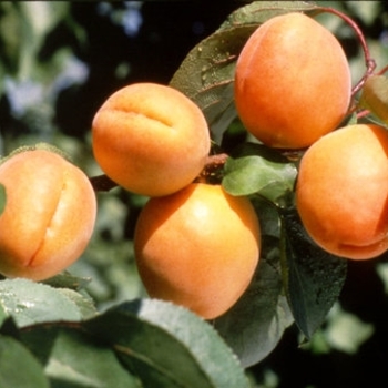 Apricot (Prunus) 'Goldrich' - Goldrich Apricot