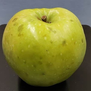 Apple 'Pound Sweet' - Pound Sweet SD Apple