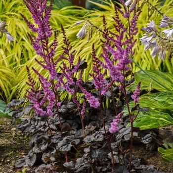 Astilbe - 'Dark Side of the Moon' False Spirea