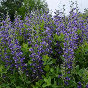 Baptisia hybrid - Decadence® Blueberry Sundae