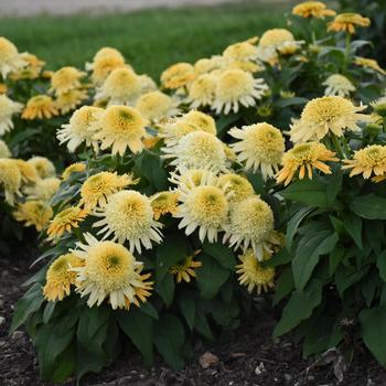 Echinacea (Coneflower) - Double Coded™ 'Butter Pecan'