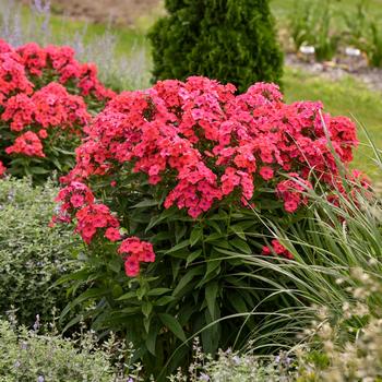 Phlox paniculata (Garden Phlox) - Luminary™ 'Sunset Coral'