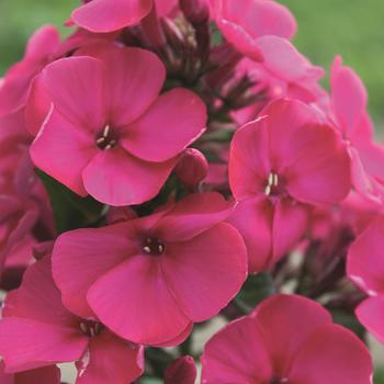 Phlox paniculata (Garden Phlox) - EARLY 'Cerise'