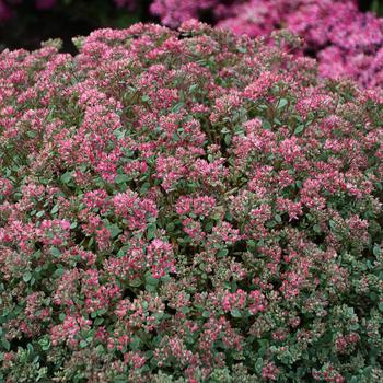 Sedum cauticola ''Steel The Show'' PP31314 (Stonecrop) - Steel The Show Stonecrop