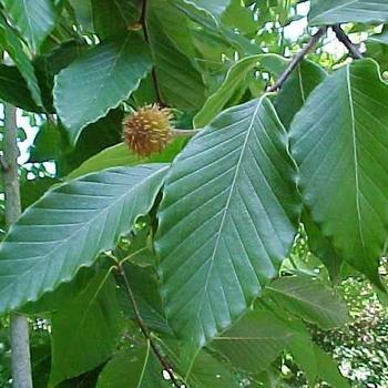 Fagus grandifolia (American Beech) - American Beech