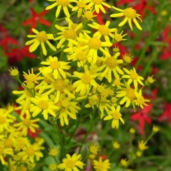 Packera aurea - Golden Ragwort