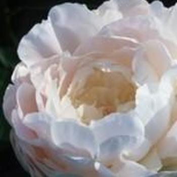 Paeonia lactiflora 'Autens Pride' - Peony