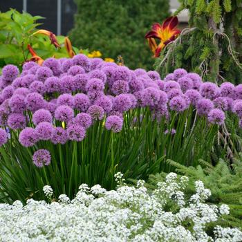 Allium 'Millennium' - Ornamental Onion