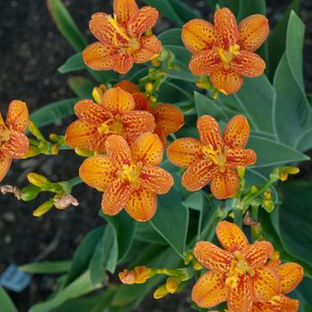 Belamcanda chinensis - 'Freckle Face' Blackberry Lily