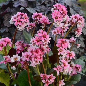 Bergenia 'Dragon Fly&153; Angel Kiss' - Dragon Fly&153; Angel Kiss Bergenia