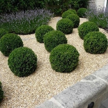 Buxus sempervirens ''Unraveled'' (American Boxwood) - Unraveled American Boxwood