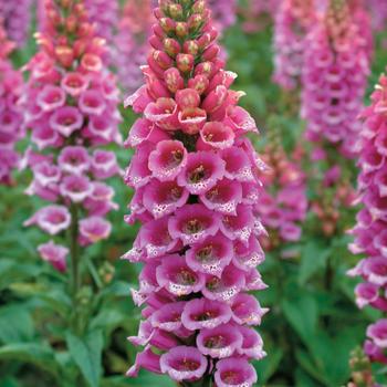 Digitalis purpurea - 'Candy Mountain Rose' Foxglove