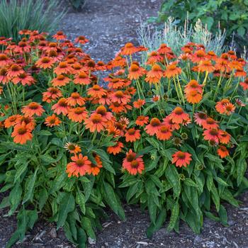 Echinacea 'Adobe Orange' (Coneflower) - Sombrero® Adobe Orange