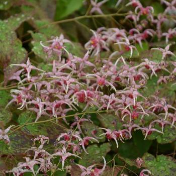 Epimedium hybrid - 'Pink Champagne' Barrenwort