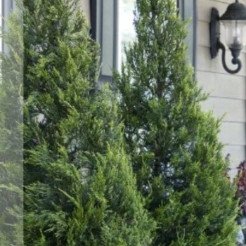 Juniperus chinensis - 'Hetzii Columnaris' Chinese Juniper