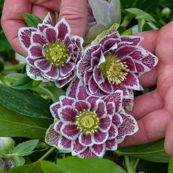 Helleborus x - Wedding Party® 'Shotgun Wedding'