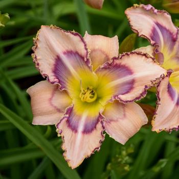 Hemerocallis - 'Handwriting on the Wall' Daylily