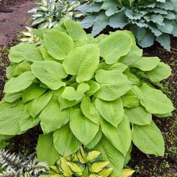 Hosta 'Sunny Halcyon' - Sunny Halcyon Hosta, Plantain Lily