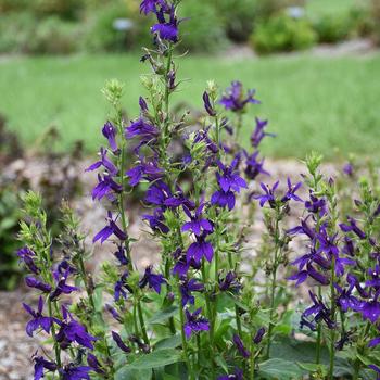 Lobelia x speciosa (Lobelia) - Lobelia