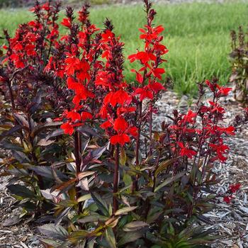 Lobelia x speciosa ''Scarlet Bronze Leaf'' (Lobelia) - Starship™ Scarlet Bronze Leaf