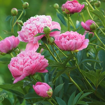 Paeonia lactiflora - 'Dr. Alex Fleming'
