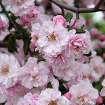 Malus ioensis 'Prairie Rose'' - Prairie Rose Crabapple