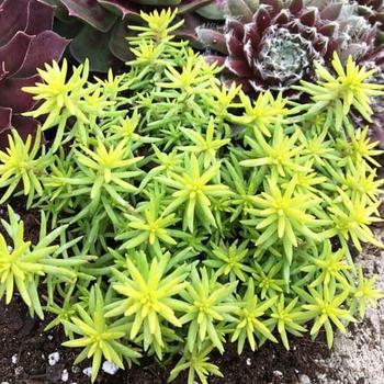 Sedum rupestre 'Angelinas Teacup' PP32344 (Stonecrop) - Sunsparkler® Angelinas Teacup